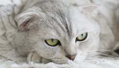 弥勒2026年最新杭州高端商务伴游招聘网渠道分享(最方便真实的弥勒茉莉伴游伴游天下全国联盟方法)