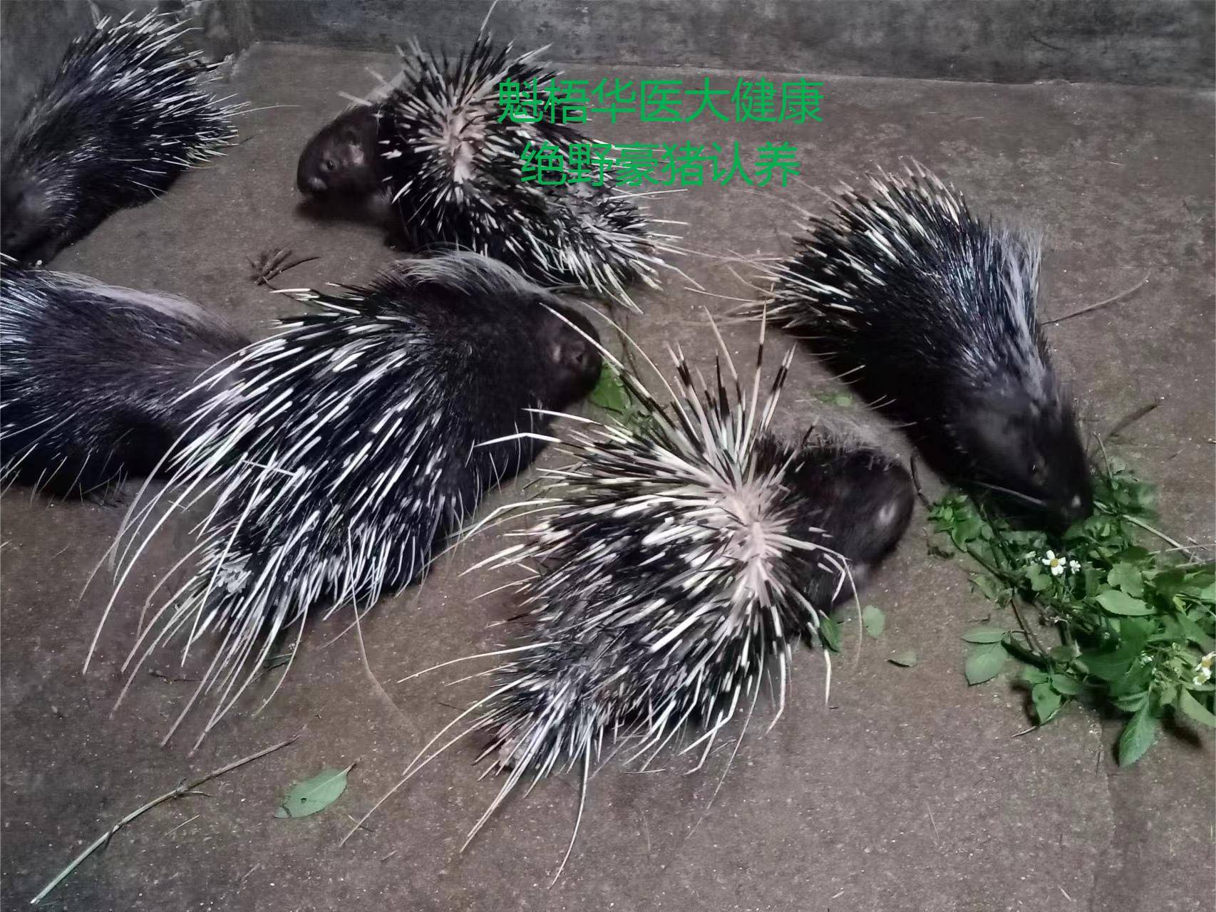 最新豪猪回收商家方法分析(最方便真实的弥勒豪猪卖去什么地方方法)